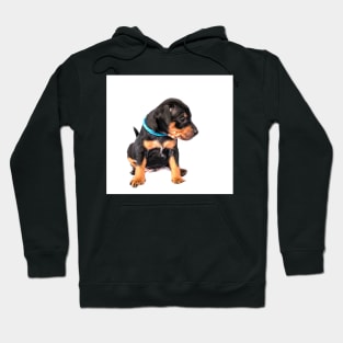 Black and tan Miniature Pinscher puppy at white background Hoodie